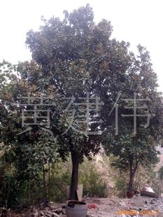 綠化苗木新選擇 喬木大玉蘭，打造生態景觀的優雅之選