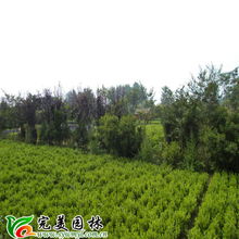 沭陽縣完美園林綠化苗木場 專業喬灌木供應，打造綠色生態之美